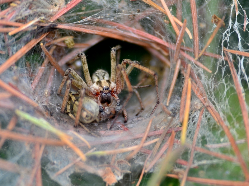 Agelena labyrinthica: accoppiamento - Casier (TV)